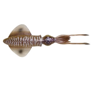 Фото Приманка SG 3D Swim Squid 9.5cm 5g 4pcs Cuttlefish
