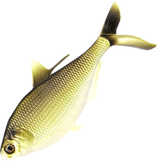 Фотография Мягкая приманка 13FISHING B.A.M.F. Shad 8"/ Gold Retriver (1шт./уп.)