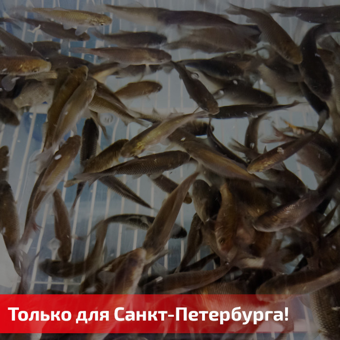 Фотография Живец карась (20шт.)