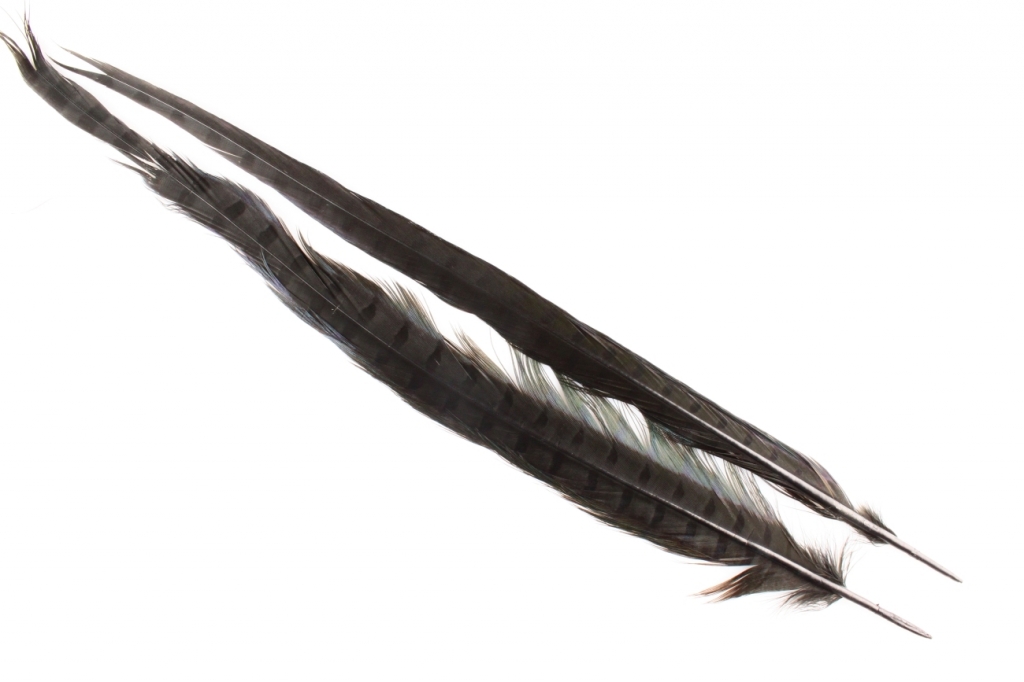 Tail feathers