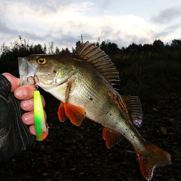 Поверхностные приманки не только зрелищно, но и эффективно