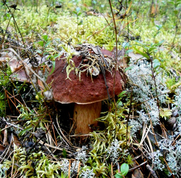 В разгар грибного сезона у нас отличный выбор ножей