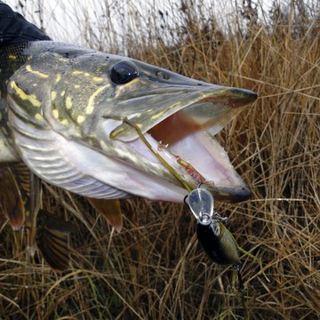 Недорогие, но отлично работающие воблеры на щуку