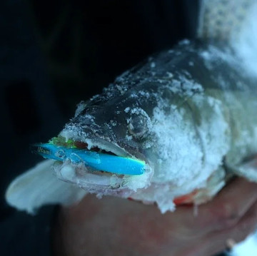 А не поймать ли судака?