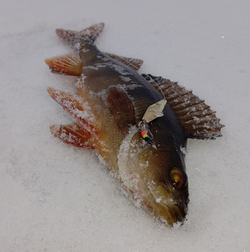 Зимние блесны, которые ловят рыбу