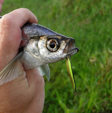 Блесны, которые часто выручают летом