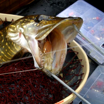 Надежные, простые, а самое главное уловистые