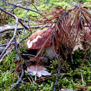 Грибы пошли! А мы за ними