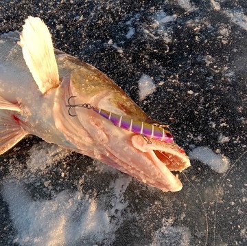 Поступление вибов MADNESS